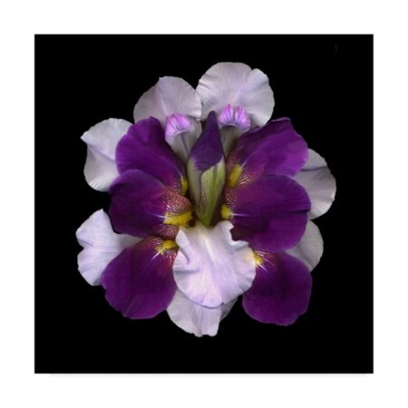 Susan S. Barmon 'Iris Reconstructed' Canvas Art,18x18